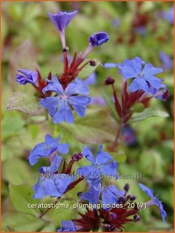 Ceratostigma plumbaginoides | Loodkruid