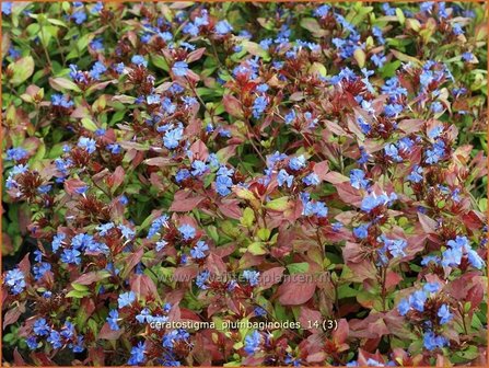 Ceratostigma plumbaginoides | Loodkruid