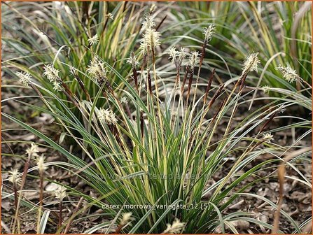 Carex morrowii &#039;Variegata&#039; | Japanse zegge, Zegge