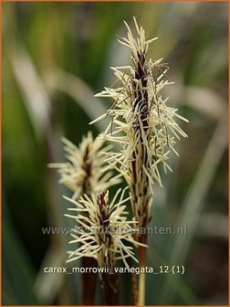 Carex morrowii &#039;Variegata&#039; | Japanse zegge, Zegge