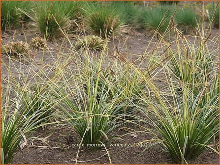 Carex morrowii &#039;Variegata&#039; | Japanse zegge, Zegge