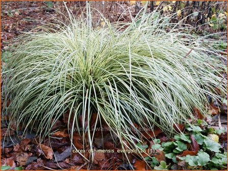 Carex oshimensis &#039;Evergold&#039; | Zegge