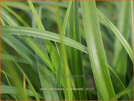 Carex oshimensis &#039;J.S. Greenwell&#039; | Zegge