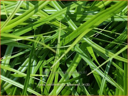 Carex oshimensis &#039;J.S. Greenwell&#039; | Zegge