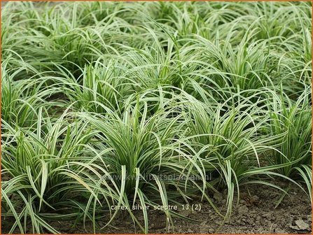 Carex &#039;Silver Sceptre&#039; | Zegge