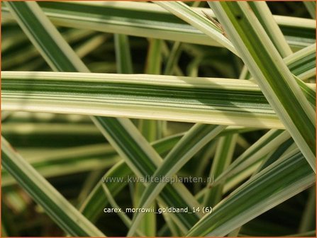 Carex morrowii &#039;Goldband&#039; | Zegge