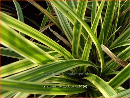 Carex morrowii &#039;Goldband&#039; | Zegge