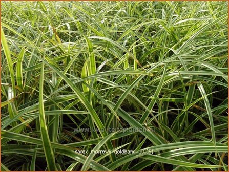 Carex morrowii &#039;Goldband&#039; | Zegge