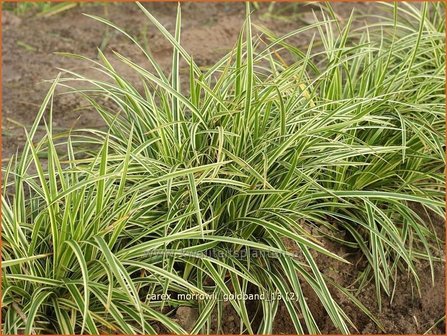 Carex morrowii &#039;Goldband&#039; | Zegge