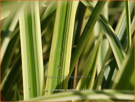 Carex morrowii &#039;Goldband&#039; | Zegge