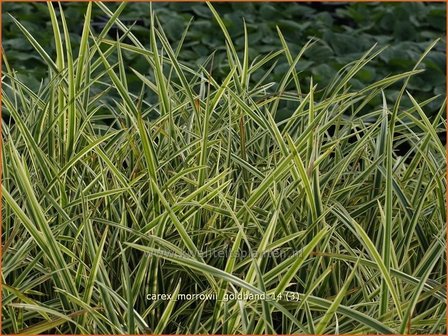 Carex morrowii &#039;Goldband&#039; | Zegge