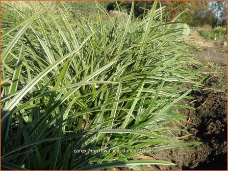 Carex morrowii &#039;Ice Dance&#039; | Zegge