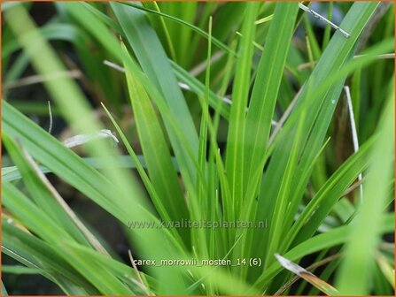 Carex morrowii &#039;Mosten&#039; | Zegge