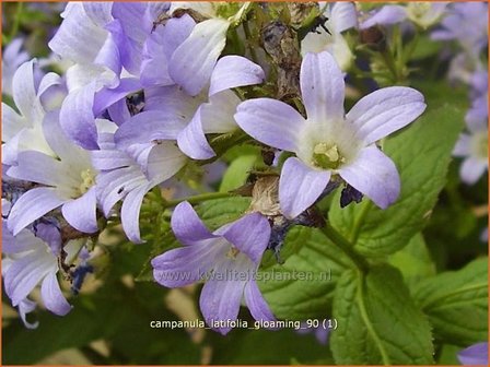 Campanula latifolia &#039;Gloaming&#039; | Klokjesbloem