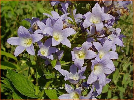 Campanula latifolia &#039;Gloaming&#039; | Klokjesbloem