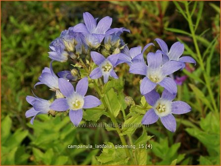 Campanula latifolia &#039;Gloaming&#039; | Breed klokje, Klokjesbloem