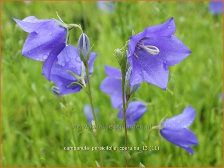 Campanula persicifolia &#039;Coerulea&#039; | Perzikbladklokje, Prachtklokje, Klokjesbloem