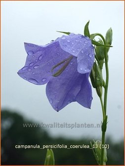 Campanula persicifolia &#039;Coerulea&#039; | Perzikbladklokje, Prachtklokje, Klokjesbloem