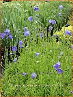 Campanula persicifolia &#039;Coerulea&#039; | Perzikbladklokje, Prachtklokje, Klokjesbloem