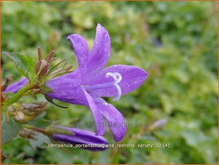 Campanula portenschlagiana &#039;Resholts Variety&#039; | Klokjesbloem