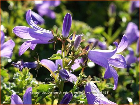 Campanula portenschlagiana &#039;Resholts Variety&#039; | Klokjesbloem