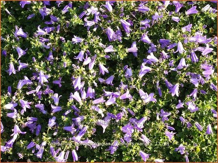 Campanula portenschlagiana &#039;Resholts Variety&#039; | Klokjesbloem