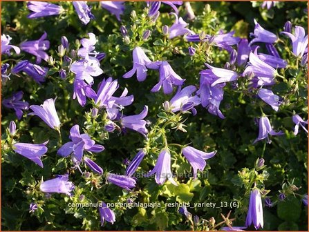 Campanula portenschlagiana &#039;Resholts Variety&#039; | Klokjesbloem