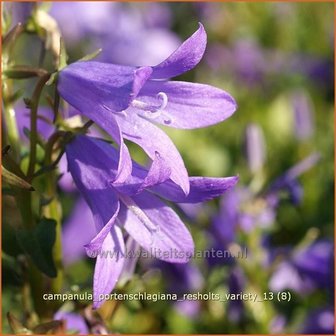 Campanula portenschlagiana &#039;Resholts Variety&#039; | Klokjesbloem