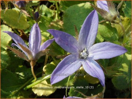 Campanula poscharskyana &#039;Stella&#039; | Klokjesbloem