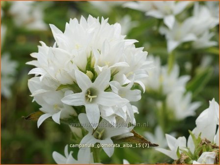 Campanula glomerata &#039;Alba&#039; | Kluwenklokje, Klokjesbloem