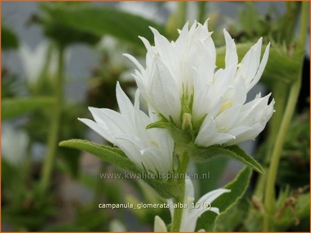 Campanula glomerata &#039;Alba&#039; | Kluwenklokje, Klokjesbloem