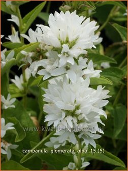 Campanula glomerata &#039;Alba&#039; | Kluwenklokje, Klokjesbloem