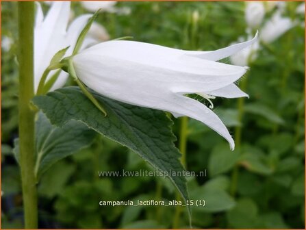 Campanula lactiflora &#039;Alba&#039; | Klokjesbloem | Dolden-Glockenblume