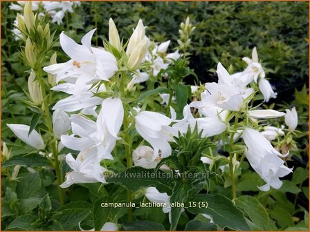 Campanula lactiflora &#039;Alba&#039; | Klokjesbloem | Dolden-Glockenblume