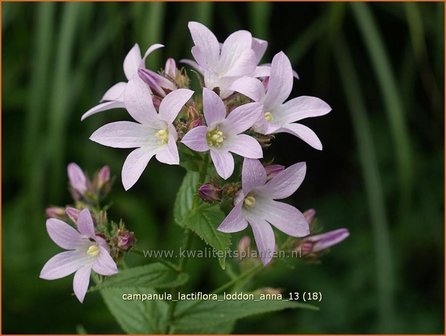 Campanula lactiflora &#039;Loddon Anna&#039; | Klokjesbloem