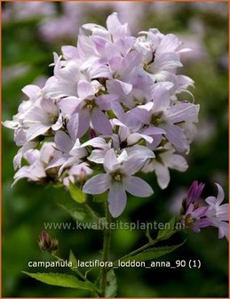 Campanula lactiflora &#039;Loddon Anna&#039; | Klokjesbloem