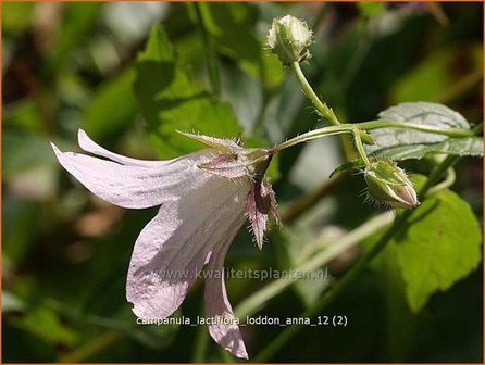 Campanula lactiflora &#039;Loddon Anna&#039; | Klokjesbloem