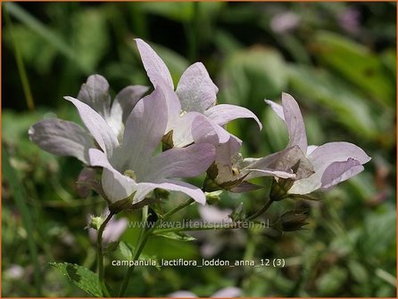 Campanula lactiflora &#039;Loddon Anna&#039; | Klokjesbloem