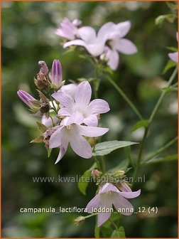 Campanula lactiflora &#039;Loddon Anna&#039; | Klokjesbloem