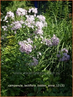 Campanula lactiflora &#039;Loddon Anna&#039; | Klokjesbloem