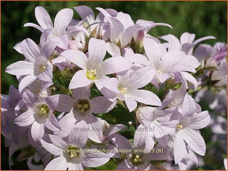 Campanula lactiflora &#039;Loddon Anna&#039; | Klokjesbloem