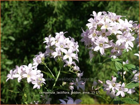 Campanula lactiflora &#039;Loddon Anna&#039; | Klokjesbloem