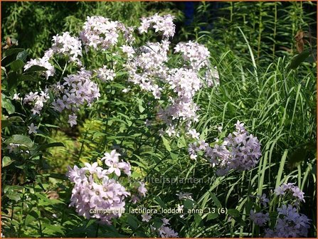 Campanula lactiflora &#039;Loddon Anna&#039; | Klokjesbloem