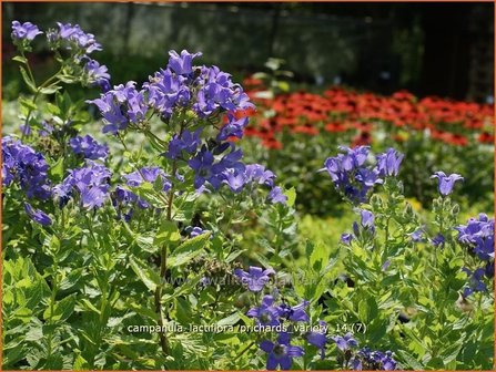 Campanula lactiflora &#039;Prichard&#039;s Variety&#039; | Klokjesbloem