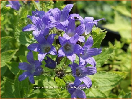 Campanula lactiflora &#039;Prichard&#039;s Variety&#039; | Klokjesbloem