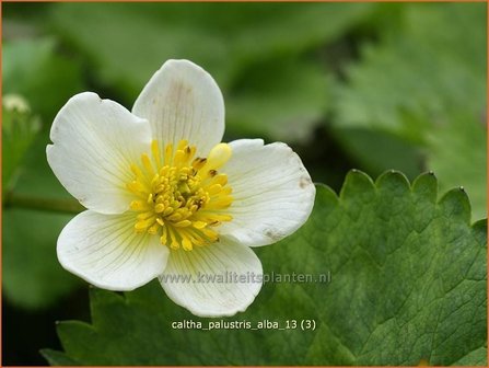 Caltha palustris &amp;#39;Alba&amp;#39; | Dotterbloem | Sumpf-Dotterblume