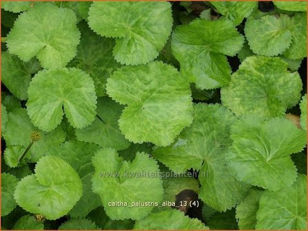 Caltha palustris &amp;#39;Alba&amp;#39; | Dotterbloem | Sumpf-Dotterblume