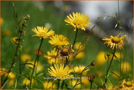 Buphthalmum salicifolium | Koeienoog