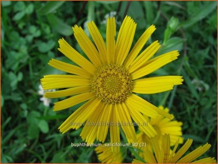 Buphthalmum salicifolium | Koeienoog