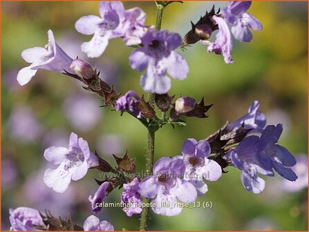 Calamintha nepeta &#039;Lila Riese&#039; | Bergsteentijm